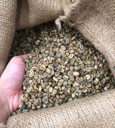 ROBUSTA COFFEE BEAN